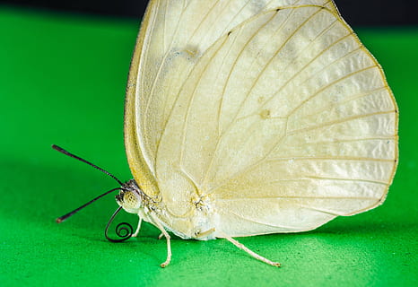 mariposa, insecto, mariposa - insecto, naturaleza, animal, ala animal, de cerca, verano, fauna silvestre, macro, invertebrado, temas de animales, fauna animal, un animal, animales en la naturaleza, color verde, nadie, belleza en la naturaleza, hoja, parte de la planta, parte del cuerpo del animal, zoología, centrarse en primer plano, primer plano extremo, fondo verde, condición natural, 5K, CC0, dominio público, libre de derechos