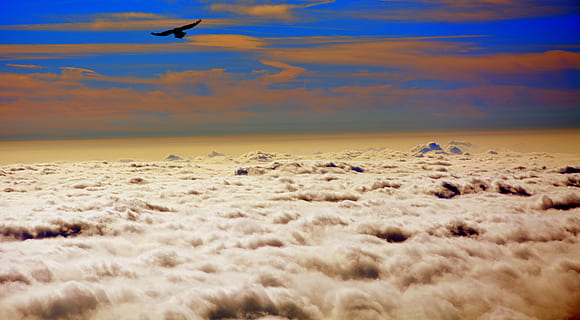 bird during sunset, fly, clouds, sky, bird, nature, animals in the wild, scenics, no people, beauty in nature, outdoors, animal themes, tranquility, tranquil scene, flying, animal, animal wildlife, cloud - sky, vertebrate, sunset, group of animals, scenics - nature, land, environment, horizon, landscape, dusk, 5K, CC0, public domain, royalty free