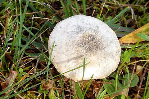champignon, prairie, herbe, la nature, l'automne, Prairie, herbe, champignons sur Prairie, couleur blanche, fermer, croissance, plante, terre, champ, personne, journée, vue grand angle, beauté dans la nature, feuille, fragilité, légume, se concentrer sur le premier plan, couleur verte, vulnérabilité, champignon vénéneux, en plein air, douceur, 4K, CC0, domaine public, libre de droits