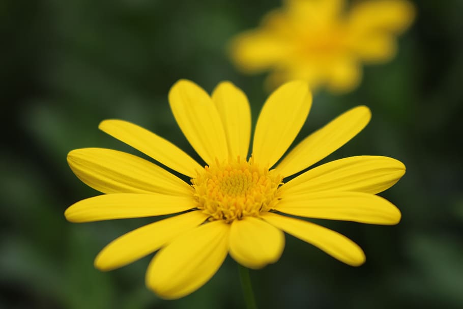 flor, fons, el micro, planta amb flors, groc, frescor, pètal, planta, fragilitat, cap de flor, vulnerabilitat, inflorescència, bellesa a la natura, creixement, primer pla, centrar-se en primer pla, pol·len, cap gent, enfocament selectiu, naturalesa, dia, a l'aire lliure, 5K