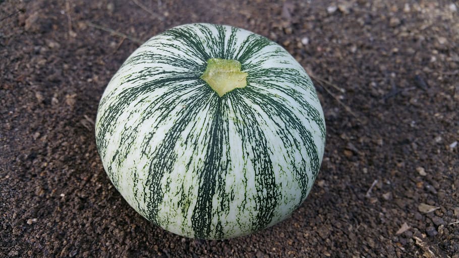 squash, yuvarlak, kabak, yiyecek ve içecek, sağlıklı beslenme, Gıda, sebze, tazelik, insansız, refah, kapatmak, yüksek açılı görünüş, tek nesne, doğa, gün, yeşil renk, arazi, ön plana odaklanmak, açık havada, kir, meyve, alan, 5K