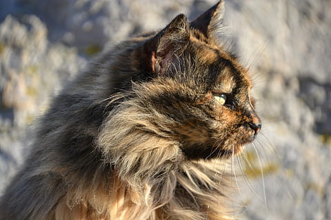 cat, tortoise shell, view, sun, strays, animal, animal themes, one animal, mammal, pets, domestic animals, domestic, looking, close-up, focus on foreground, feline, looking away, domestic cat, no people, hair, animal hair, vertebrate, nature, animal body part, whisker, animal head, profile view, contemplation, 4K, CC0, public domain, royalty free