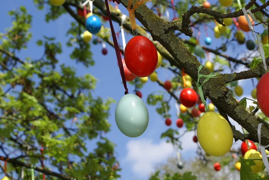 vermell, fruita de verdures, verd blavós, fruita, Pasqua, ous de Pasqua, ou, color, colorit, arbre, penjant, branca, menjar i beguda, creixement, dia, alimentació saludable, menjar, planta, frescor, naturalesa, vista d’angle baix, color verd, centrar-se en primer pla, benestar, cap gent, full, arbre fruiter, madur, a l'aire lliure, 4K