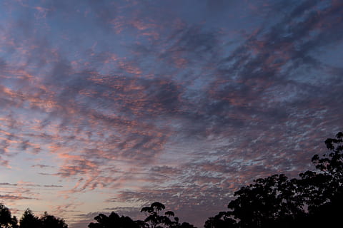 zonsondergang, hemel, wolken, roze, blauw, patroon, kriskras, mooi, Australië, horizon, bomen, silhouetten, wolk - lucht, boom, schoonheid in de natuur, scenics - natuur, silhouet, lage hoekweergave, natuur, fabriek, geen mensen, kalmte, rustige scène, buitenshuis, dramatische hemel, idyllisch, groei, atmosferische stemming, Oranje kleur, 2K, CC0, publiek domein, royaltyvrij