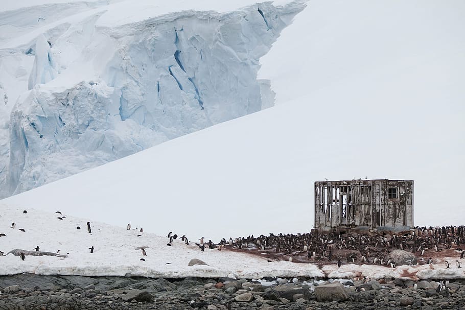 gris, concret, casa, burg de gel, durant el dia, neu, hivern, roques, pedra, ocells, animal, pingüí, a l'aire lliure, naturalesa, blanc, iceberg, temperatura de fred, arquitectura, dia, estructura construïda, paisatge, Color blanc, escenics - natura, cap gent, medi ambient, sòlid, bellesa a la natura, rock, muntanya, cel, gel, muntanya nevada, 5K