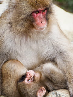 nothing, nada, none, monkey, animal wildlife, animals in the wild, animal, mammal, animal family, baboon, looking at camera, young animal, portrait, animal themes, group of animals, primate, two animals, animal hair, sitting, no people, day, togetherness, vertebrate, female animal, hair, care, positive emotion, outdoors, animal head, 4K, CC0, public domain, royalty free