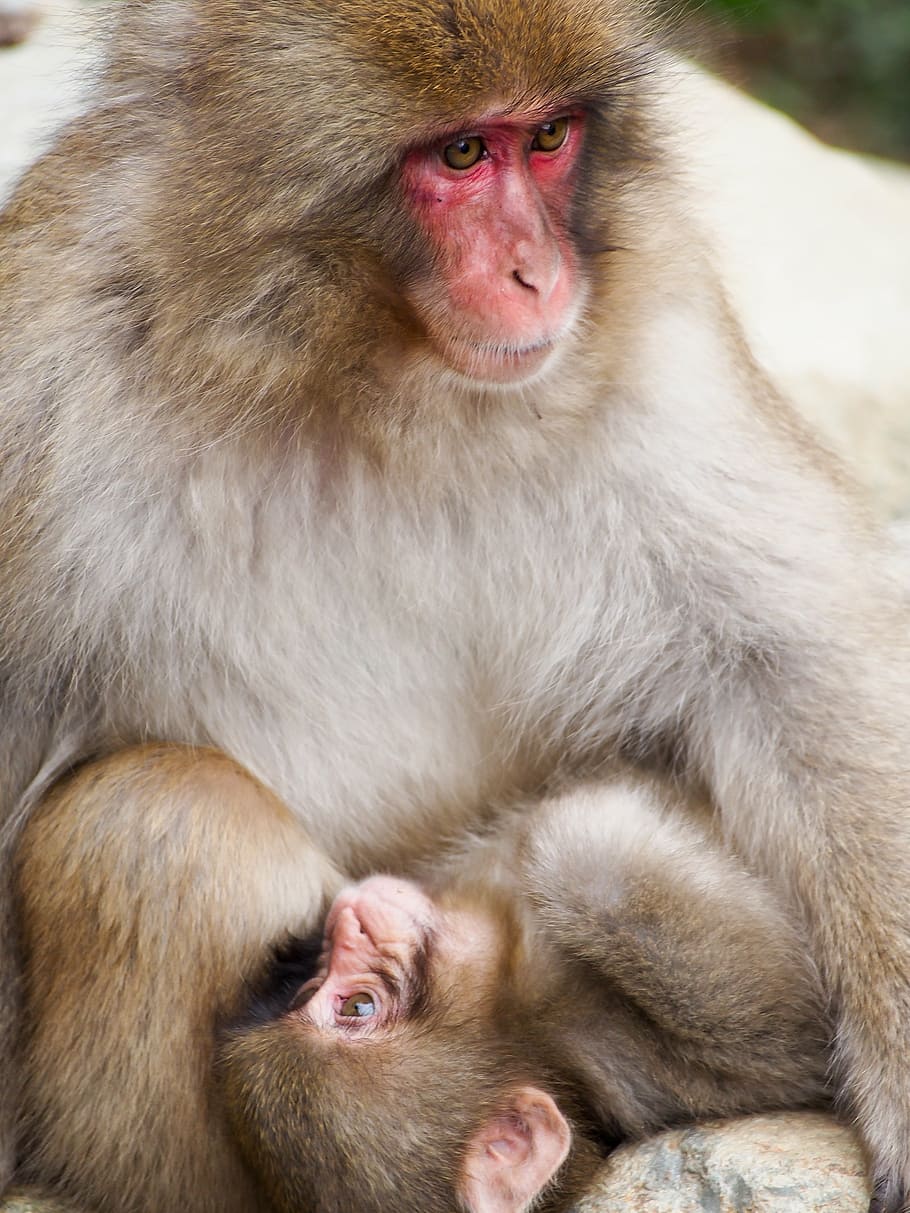 Niente, nada, nessuna, scimmia, fauna selvatica, animali allo stato selvatico, animale, mammifero, famiglia di animali, babbuino, guardando la fotocamera, giovane animale, ritratto, temi animali, gruppo di animali, primate, due animali, peli di animali, seduta, nessuno, giorno, solidarieta, vertebrato, animale femmina, capelli, cura, emozione positiva, all'aperto, testa di animale, 4K