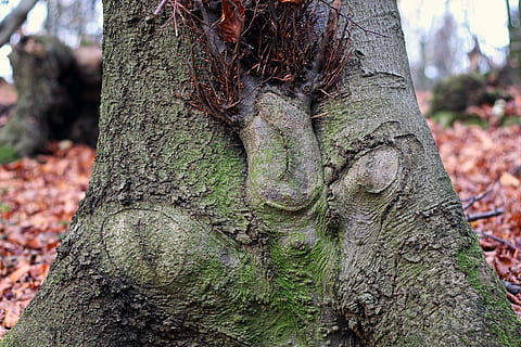 arbre, cara divertida, esperits forestals, escorça d'arbre, naturalesa, registre, fulles, divertit, espantar, esperit, bosc, cara, forma, tronc, tronc de l'arbre, planta, centrar-se en primer pla, creixement, dia, textura, cap gent, primer pla, a l'aire lliure, terra, bellesa a la natura, escorça de la planta, aspre, marró, escorça, tranquil·litat, selva tropical, liquen, 5K, CC0, domini públic, lliure de regalies