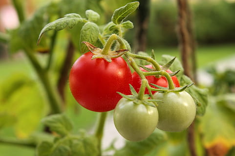 red, green, tomatoes, cherry, tomato, round, cluster, group, ripe, unripe, grow, garden, salad, fresh, healthy, fruit, small, organic, plant, stem, food and drink, food, healthy eating, freshness, vegetable, agriculture, close-up, green color, wellbeing, growth, nature, plant part, leaf, selective focus, farm, no people, outdoors, 1080P, CC0, public domain, royalty free