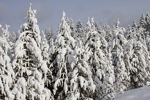 medžiai, padengti, sniegas, kraštovaizdį, miškas, miškai, žiemą, pakrautas sniegas, vaizdingas, Yellowstone nacionalinis parkas, Wyoming, usa, šalta, balta, saulė, taikūs, Alpių, šalta temperatūra, nėra žmonių, užšaldyti, grožis gamtoje, balta spalva, pobūdį, ramybė, danga, dieną, vaizdai - gamta, ramioje scenoje, augalų, dangus, ledas, medis, ne miesto scenoje, lauke, Ekstremalus oras, snowcapped kalnas, spygliuočių medis, 2K, CC0, Viešasis domenas, nemokamai
