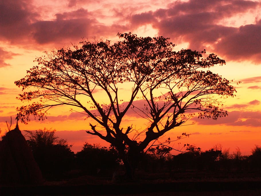 daggry, landskab, natur, himmel, baggrund, sort, grene, skyer, overskyet, farver, Land, mørk, miljø, aften, dyster, naturlig, orange, udendørs, landdistrikterne, silhuet, solnedgang, træ, plante, skønhed i naturen, orange farve, scenics - natur, rolig scene, ro, sky - himmel, ingen mennesker, dramatisk himmel, idyllisk, ærefrygt, ikke-urbane scene, vækst, romantisk himmel, 2K