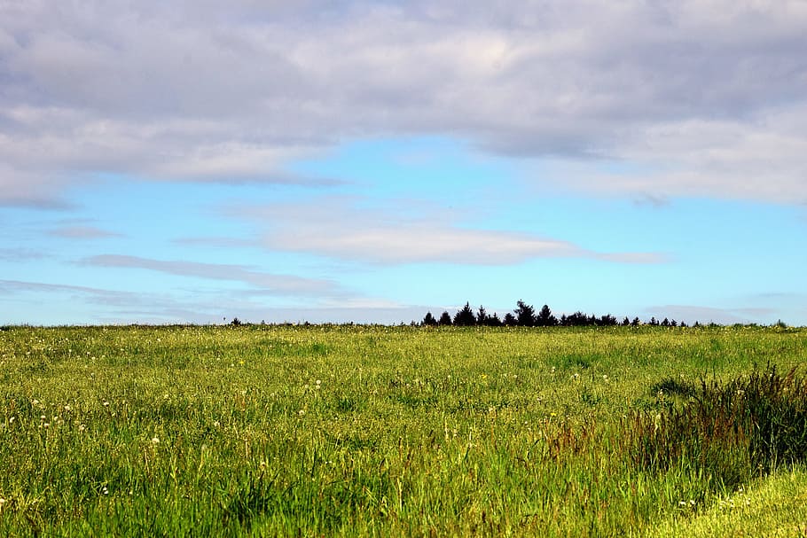 fons, prat, herba, naturalesa, verd, prat, herba, paisatge, cel, núvols, horitzó, blau, baviera, Alemanya, agricultura, primavera, principis d’estiu, pot, visió, a l'aire lliure, escena rural, escenics, estiu, núvol - cel, camp, escena no urbana, bellesa a la natura, cap gent, cloudscape, horitzó sobre la terra, arbre, color verd, planta, terra, medi ambient, tranquil·litat, escenics - natura, escena tranquil·la, creixement, idíl·lic, 5K