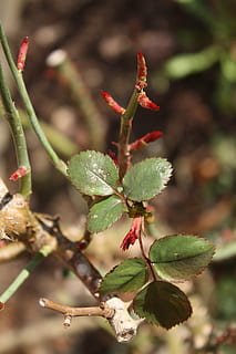forår, roser, knop, makro, blade, natur, plante, tæt på, blad, afdeling, vækst, plante del, skønhed i naturen, fokus på forgrunden, blomst, dag, ingen mennesker, grøn farve, blomstrende plante, selektiv fokusering, friskhed, skrøbelighed, sårbarhed, udendørs, begyndelser, 4K, CC0, offentligt domæne, royaltyfrie