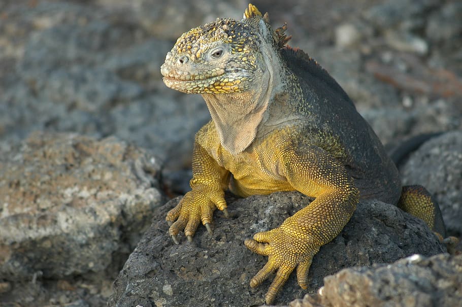 pohled na komodo draka, ještěrka, galapagos, echse, Ekvádor, Příroda, ostrov, zvířat, jednoho zvířete, plaz, rock - objekt, zvířata ve volné přírodě, nikdo, leguán, den, venku, zvíře, Skála, pevný, obratlovců, zaměřit se na popředí, detail, koukal, ostražitost, zvířecí hlavy, 2K