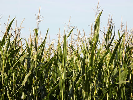 lan, porumb, arabil, alimente, agricultură, creştere, plantă, camp, teren, Culoarea verde, a decupa, cer, planta de cereale, rural, natură, peisaj, fermă, zi, frumusețe în natură, liniște, nici o persoana, a închide, în aer liber, lumina soarelui, 5K, CC0, domeniu public, fără drepturi de autor