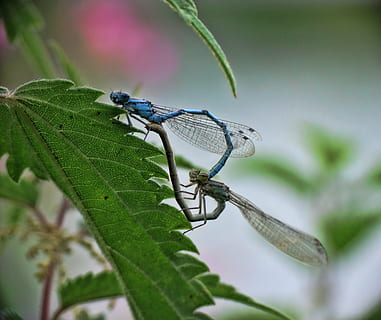 libellule, proie, prédateur, insecte, la nature, macro, animal, faune, Naturel, de plein air, ailes, été, chasseur, jardin, arthropode, vol, la vie, en mangeant, dragon, invertébré, la faune des animaux, partie de la plante, animaux à l'état sauvage, feuille, thèmes animaux, un animal, fermer, plante, journée, aile des animaux, personne, mise au point sélective, couleur verte, se concentrer sur le premier plan, en plein air, croissance, 2K, CC0, domaine public, libre de droits