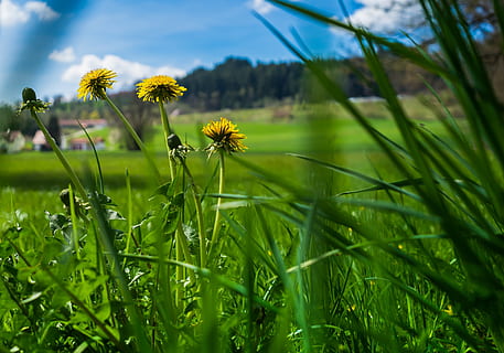 estiu, flor, herba, fons, fons de la pantalla, fons d’escriptori, naturalesa, flor d'estiu, planta d’estiu, dent de lleó, verd, florir, cel, tancar, planta, planta verda, fulles, prat, ple, bokeh, bonic, groc, creixement, planta amb flors, bellesa a la natura, color verd, fragilitat, frescor, terra, vulnerabilitat, camp, primer pla, cap de flor, inflorescència, cap gent, dia, centrar-se en primer pla, a l'aire lliure, fulla d'herba, 4K, CC0, domini públic, lliure de regalies