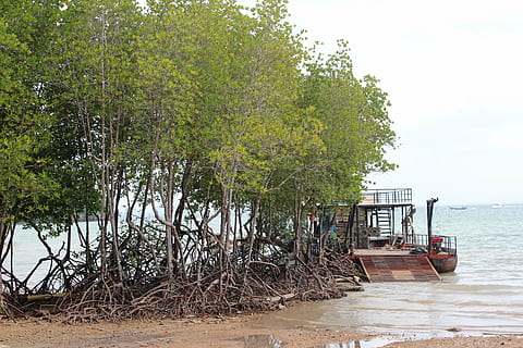 rădăcină, copac, vechi, natură, Buturuga, lemn, rădăcină de copac, plantă, mangrove, latra, mare, cizmă, verde, apă, nici o persoana, zi, lac, arhitectură, teren, scenice - natura, în aer liber, construită, plajă, frumusețe în natură, liniște, creştere, o scenă liniștită, 5K, CC0, domeniu public, fără drepturi de autor