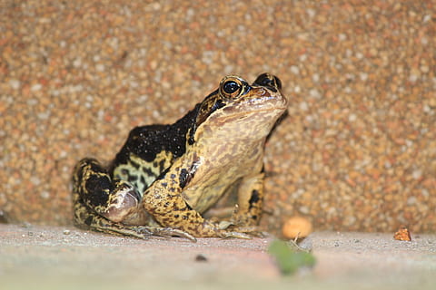 Frosch, Kröte, schwarz, Tier, Amphibie, Tierwelt, Natur, Reptil, Nahansicht, Tierthemen, Wirbeltier, ein Tier, Tiere in freier Wildbahn, keine Leute, selektiver Fokus, Sand, Tag, Land, Eidechse, draußen, Gecko, Porträt, Schlange, in voller Länge, Oberflächenniveau, 5K, CC0, gemeinfrei, lizenzfrei