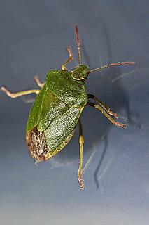 error, verd, insecte, macro, tancar, brillantor, sonda, blau, gris, finestra, fauna animal, animals a la natura, invertebrat, temes d'animals, animal, un animal, primer pla, color verd, naturalesa, dia, cap gent, full, part del cos dels animals, part de la planta, centrar-se en primer pla, a l'aire lliure, Llagosta, antena animal, 1080P, CC0, domini públic, lliure de regalies