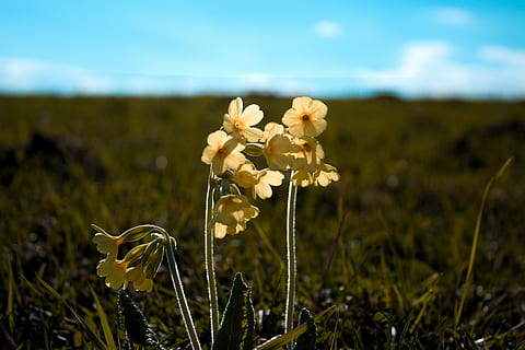 pavasaris, pobūdį, primrose, gėlė, augalų, žydintys augalai, trapumas, šviežumas, grožis gamtoje, pažeidžiamumas, lauke, augimą, dangus, žemės, sutelkti dėmesį į naujas žinias, Iš arti, kraštovaizdį, gėlių galva, geltona, aplinką, žiedlapis, žiedynas, nėra žmonių, pavasarį, 5K, CC0, Viešasis domenas, nemokamai