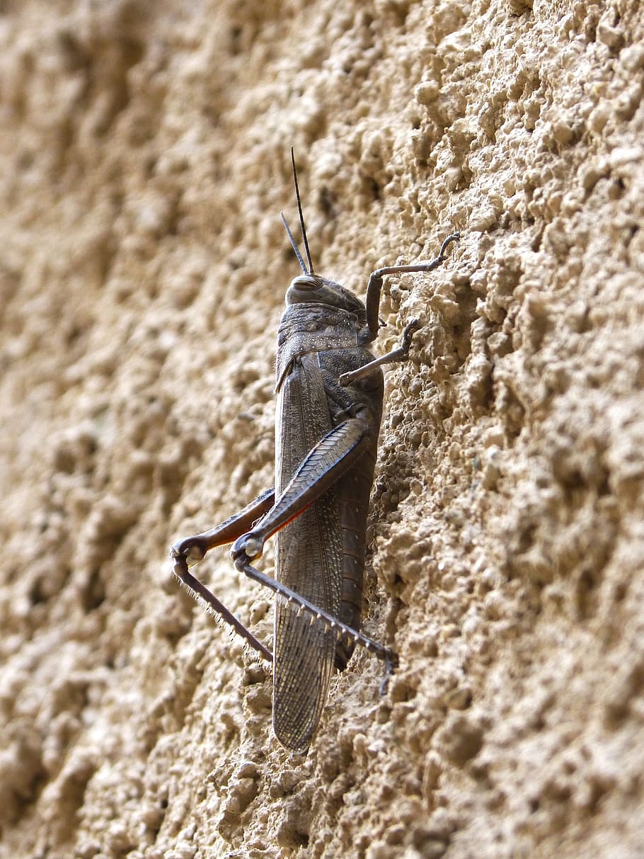 konik polny, Homar, Ściana, tekstura, zwierzęca przyroda, jedno zwierzę, zwierzęta na wolności, dzień, Natura, zbliżenie, żadnych ludzi, selektywne skupienie, bezkręgowy, skupić się na pierwszym planie, funkcja budowy ścian, antena dla zwierząt, na dworze, owad, część ciała zwierzęcia, kręgowiec, światło słoneczne, 2K