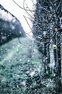 vinter, æble, sne, vinter, æble, koldtemperatur, natur, frost, afdeling, træ, Frosset, is, udendørs, vejr, sæson, ingen mennesker, Skov, tæt på, kold temperatur, dag, plante, fokus på forgrunden, ro, dråbe, selektiv fokusering, rolig scene, vand, våd, sner, regndråbe, 5K, CC0, offentligt domæne, royaltyfrie