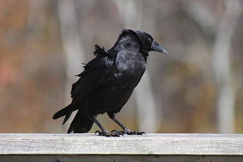 cuervo, en pie, barandilla, pájaro, un animal, fauna animal, animales en la naturaleza, vertebrado, de color negro, posado, material de madera, longitud total, día, centrarse en primer plano, cuervo - pájaro, nadie, de cerca, al aire libre, naturaleza, 5K, CC0, dominio público, libre de derechos