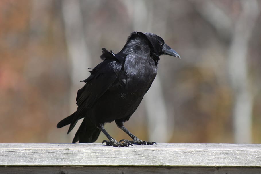 krage, stående, rækværk, fugl, et dyr, dyreliv, dyr i naturen, hvirveldyr, sort farve, perching, træ - materiale, fuld længde, dag, fokus på forgrunden, ravnfugl, ingen mennesker, tæt på, udendørs, natur, 5K