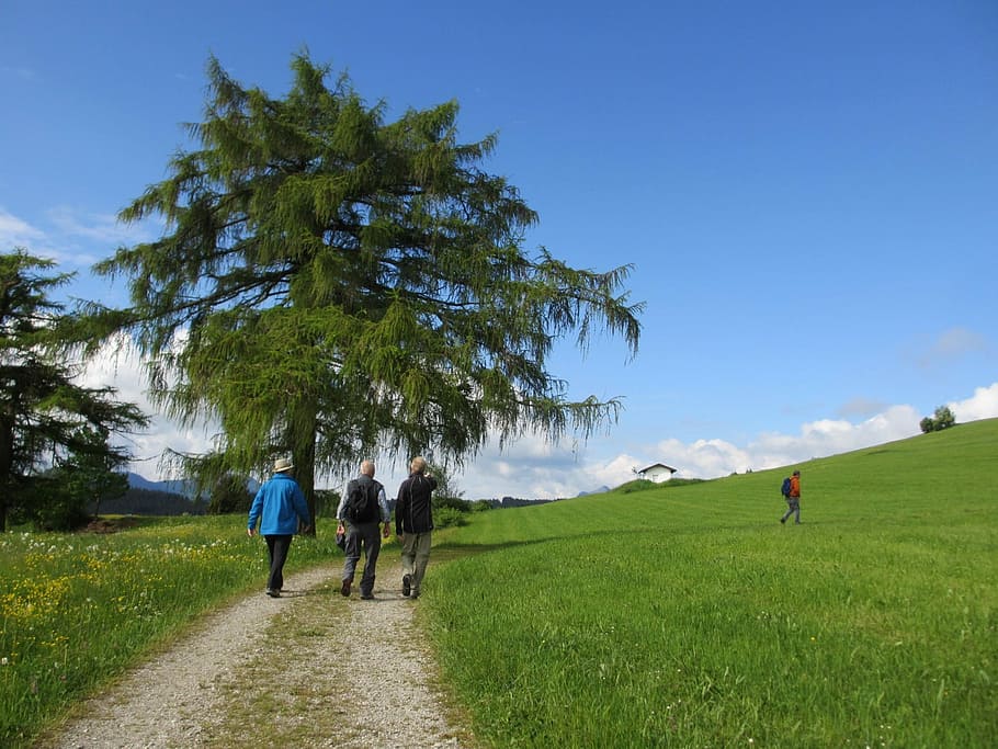 arbre, làrix, vagabund, lluny, prat, cel, blau, paisatge, naturalesa, verd, herba, flors, senderisme, ruta, sobre la marxa, oy mittelberg, caminar, camp, vista del darrere, escena rural, mig adult, planta, grup de persones, persones reals, activitat d'oci, color verd, terra, estils de vida, homes, dones, bellesa a la natura, longitud completa, adult, dia, a l'aire lliure, 1080P