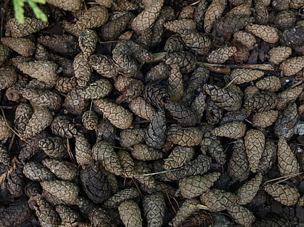 con, pin, textură, natural, conifer, uscat, floră, cadru complet, fundaluri, mancare si bautura, nici o persoana, abundenţă, grup mare de obiecte, alimente, prospeţime, natură moartă, mâncat sănătos, texturată, bunăstare, maro, a închide, direct deasupra, zi, în interior, detaliu, morman, vedere în unghi mare, 2K, CC0, domeniu public, fără drepturi de autor