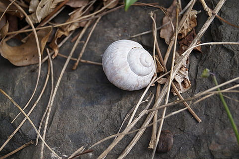 siput, cangkang, dekat, alam, hewan, siput, kulit, taman, hari, di luar rumah, merapatkan, tidak ada orang, kerapuhan, satwa liar hewan, bagian tanaman, menanam, moluska, daun, tema binatang, tampilan sudut tinggi, gastropoda, kulit binatang, kering, tanah, invertebrata, fokus pada latar depan, tongkat - bagian tanaman, 5K, CC0, domain publik, bebas royalti