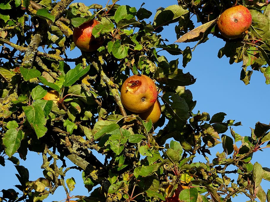 pomera, poma, Vespa, insecte, fruita, naturalesa, tardor, kernobst gewaechs, full, part de la planta, alimentació saludable, arbre, planta, menjar i beguda, menjar, color verd, fruita de poma, arbre fruiter, benestar, branca, creixement, vista d’angle baix, frescor, cap gent, dia, a l'aire lliure, madur, 5K