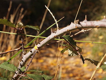 spyd, torne, natur, barbed, tjørn, tornede, plante, planter, Zarza, fokus på forgrunden, ingen mennesker, tæt på, vækst, dag, plante del, blad, dyre temaer, dyr, udendørs, dyreliv, træ, et dyr, dyr i naturen, afdeling, skønhed i naturen, tør, plantestamme, død plante, stick - plante del, 2K, CC0, offentligt domæne, royaltyfrie