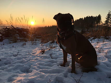 Schnee, Sonnenuntergang, winterlich, kalt, Boxer, Hund, Wintersonne, Sonne, Landschaft, Frost, kalte Temperatur, Winter, ein Tier, Eckzahn, Haustiere, Säugetier, Tier, inländisch, Himmel, Wirbeltier, Tierthemen, Natur, Feld, Land, Abdeckung, keine Leute, 4K, CC0, gemeinfrei, lizenzfrei