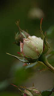 rosa, botó, creixement, planta, bellesa a la natura, flor, primer pla, planta amb flors, fragilitat, vulnerabilitat, brot, frescor, naturalesa, cap gent, centrar-se en primer pla, color verd, enfocament selectiu, dia, inicis, pètal, nova vida, sepal, a l'aire lliure, cap de flor, 5K, CC0, domini públic, lliure de regalies