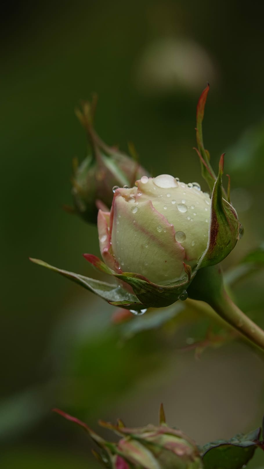 rosa, botó, creixement, planta, bellesa a la natura, flor, primer pla, planta amb flors, fragilitat, vulnerabilitat, brot, frescor, naturalesa, cap gent, centrar-se en primer pla, color verd, enfocament selectiu, dia, inicis, pètal, nova vida, sepal, a l'aire lliure, cap de flor, 5K