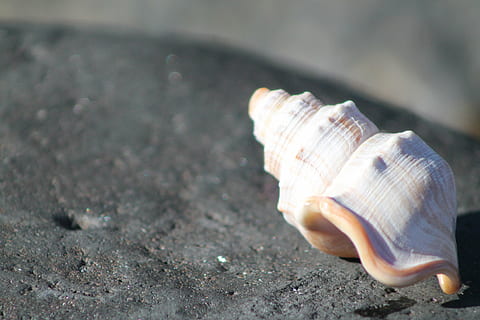 Meeresmuschel, Meer, Ozean, Schale, Nahansicht, Tierhülle, Tierwelt, Tier, keine Leute, Tiere in freier Wildbahn, Muschel, Tierthemen, wirbellos, Land, Tag, Natur, Weichtier, ein Tier, Schönheit in der Natur, texturiert, selektiver Fokus, natürliches Muster, einzelnes Objekt, draußen, Marine, 4K, CC0, gemeinfrei, lizenzfrei