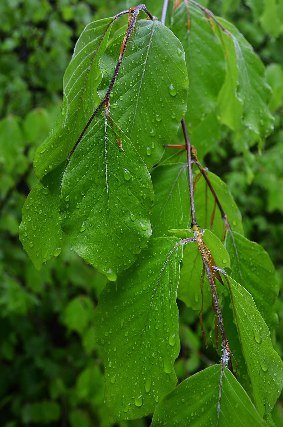 Laub, Baum, Wald, Natur, Zweig, Nahansicht, Pflanze, Grün, Vegetation, Frühling, Flora, Buche, Blatt, grüne Farbe, Pflanzenteil, fallen, nass, Wasser, Wachstum, Schönheit in der Natur, Fokus auf den Vordergrund, keine Leute, Tag, Regen, Frische, Blattvene, Blätter, draußen, Regentropfen, Tau, Regenzeit, 4K