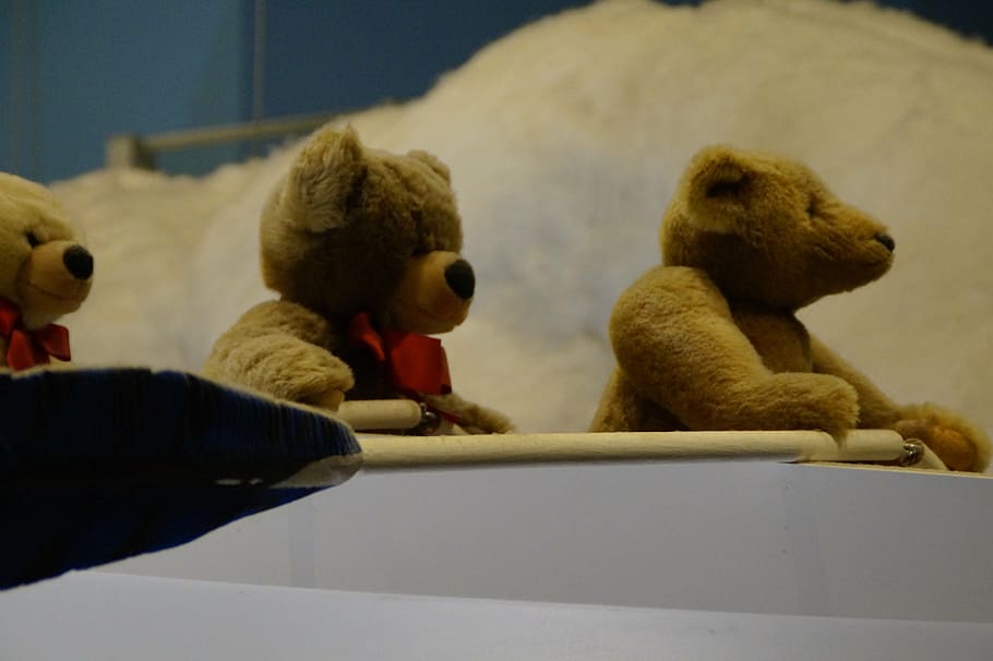 peluix, pollets, suportar, arrencada, rem, decoració, osset de peluix, animal, joguines, nen, nens, joguina suau, steiff, museu rígid, museu, giengen a la calor, imitació, fals, rèplica, botó a l'orella, animal de peluix, feliç, joguines infantils, joguina, joguina de peluix, infància, mamífer, a l'interior, fauna animal, part del cos humà, celebració, gent, descendència, mà humana, ós polar, mà, representació, grup d’animals, 5K