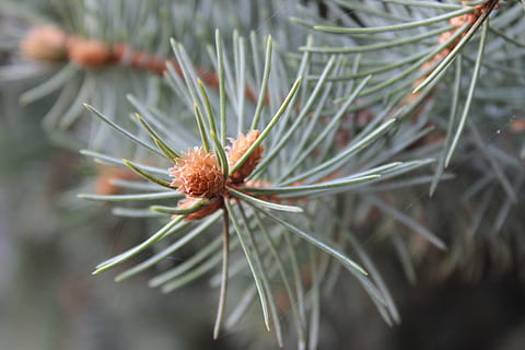 macro, abete rosso, autunno, natura, avvicinamento, pianta, fiore, ago - parte vegetale, botanica, crescita, Pino, concentrarsi sulle conoscenze acquisite, bellezza nella natura, nessuno, giorno, messa a fuoco selettiva, pianta fiorita, all'aperto, freschezza, la tranquillità, vulnerabilità, fragilità, Pinaceae, albero di conifere, semi di dente di leone, 5K, CC0, dominio pubblico, privo di copyright