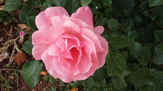 kinesisk rose, udendørs, solid, blomst, lyserød farve, kronblad, skrøbelighed, blomsterhoved, natur, blomstrende plante, plante, skønhed i naturen, friskhed, vækst, blomsterstand, tæt på, sårbarhed, Rose, blad, plante del, rosenblomst, dag, ingen mennesker, forår, 4K, CC0, offentligt domæne, royaltyfrie