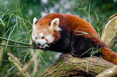 hayvan, sevimli, kırmızı panda, ağaç, yaban hayatı, bir hayvan, hayvan temaları, hayvan yaban hayatı, memeli, panda - hayvan, vahşi hayvanlar, bitki, şube, doğa, insansız, omurgalı, seyir, açık havada, ön plana odaklanmak, gün, hayvanat bahçesi, kedi bıyığı, bambu - bitki, hayvan başı, 4K, CC0, kamu malı, telif ücretsiz