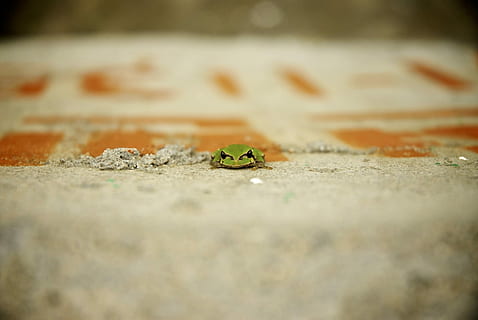 verano, arbol, tres ranas, rana, verano, enfoque selectivo, nadie, de cerca, día, naturaleza, al aire libre, arena, insecto, nivel de la superficie, la carretera, principios, fauna animal, hoja, parte de la planta, transporte, texturizado, animal, color verde, nueva vida, invertebrado, hormigón, 1080P, CC0, dominio público, libre de derechos