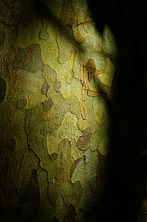 fly, bark, træ, stamme, skyggespil, lys og skygge, natur, ingen mennesker, tekstureret, udendørs, tæt på, historie, dag, plante, solid, fortiden, plante del, mønster, blad, høj vinkel visning, arkitektur, vand, 5K, CC0, offentligt domæne, royaltyfrie