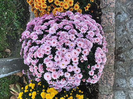 primăvară, Violet, floare, cerc, lavandă, frumos, natural, planta cu flori, plantă, frumusețe în natură, vulnerabilitate, creştere, fragilitate, natură, prospeţime, inflorescenţă, a închide, petală, cap de floare, zi, nici o persoana, în aer liber, culoarea roz, vedere în unghi mare, buchet de flori, aranjament floral, 4K, CC0, domeniu public, fără drepturi de autor