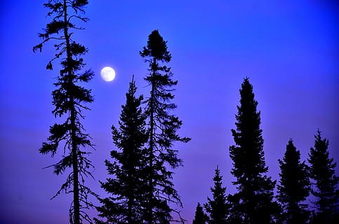 Luna, alberi, cielo, blu, contrasto, natura, pianta, albero, albero di conifere, bellezza nella natura, notte, scenics - natura, la tranquillità, Pino, nessuno, silhouette, scena tranquilla, foresta, Inquadratura dal basso, terra, crescita, all'aperto, bosco, bosco di pini, viola, chiaro di luna, 4K, CC0, dominio pubblico, privo di copyright