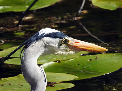 fisk, eater, gråhjerne, østlige, hejre, fisk eater, intervention, dyreliv fotografering, fugl, regning, et dyr, dyre temaer, dyr i naturen, dyreliv, vand, hvirveldyr, dyr, sø, fokus på forgrunden, ingen mennesker, natur, dag, næb, tæt på, vand fugl, plante del, dyrehalsen, 1080P, CC0, offentligt domæne, royaltyfrie