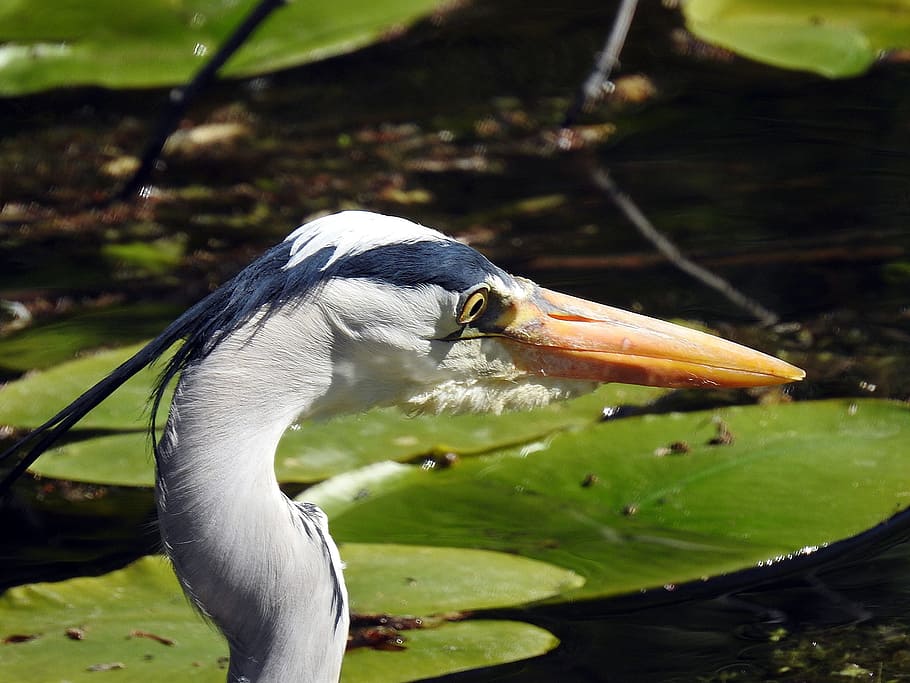 fisk, eater, gråhjerne, østlige, hejre, fisk eater, intervention, dyreliv fotografering, fugl, regning, et dyr, dyre temaer, dyr i naturen, dyreliv, vand, hvirveldyr, dyr, sø, fokus på forgrunden, ingen mennesker, natur, dag, næb, tæt på, vand fugl, plante del, dyrehalsen, 1080P