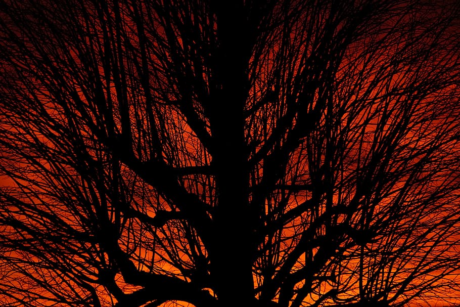 silueta d’arbre, corona, estètic, posta de sol, arbre, branques, tribu, arbre solitari, cel, abendstimmung, cel de la nit, ardent, vermell, groc, taronja, llum, llum de fons, núvols, cel ennuvolat, brillantor del núvol, sola, individualment, aïllat, brillant, burstweid, wyssachen, suïssa, arbre únic, arbre nu, cap gent, nit, a l'aire lliure, primer pla, planta, branca, naturalesa, vista d’angle baix, silueta, creixement, tronc, tronc de l'arbre, bellesa a la natura, tranquil·litat, color taronja, arquitectura, il·luminat, 8K